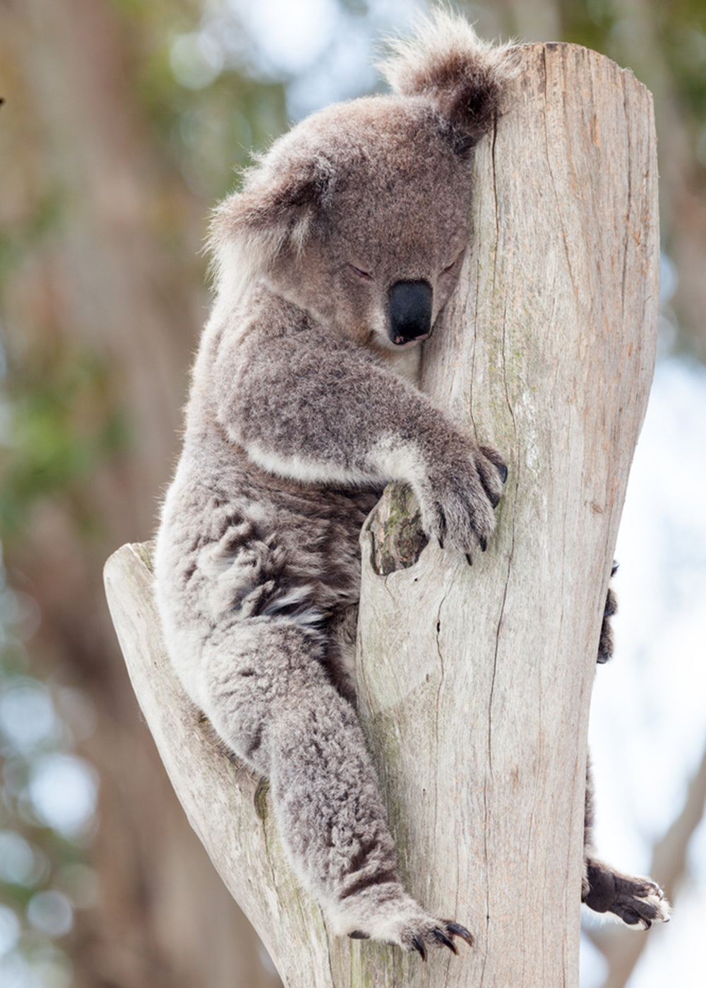 koala sleeping on a tree